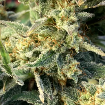 Семена конопли Auto Amnesia Lemon Feminised Silver - 500 шт